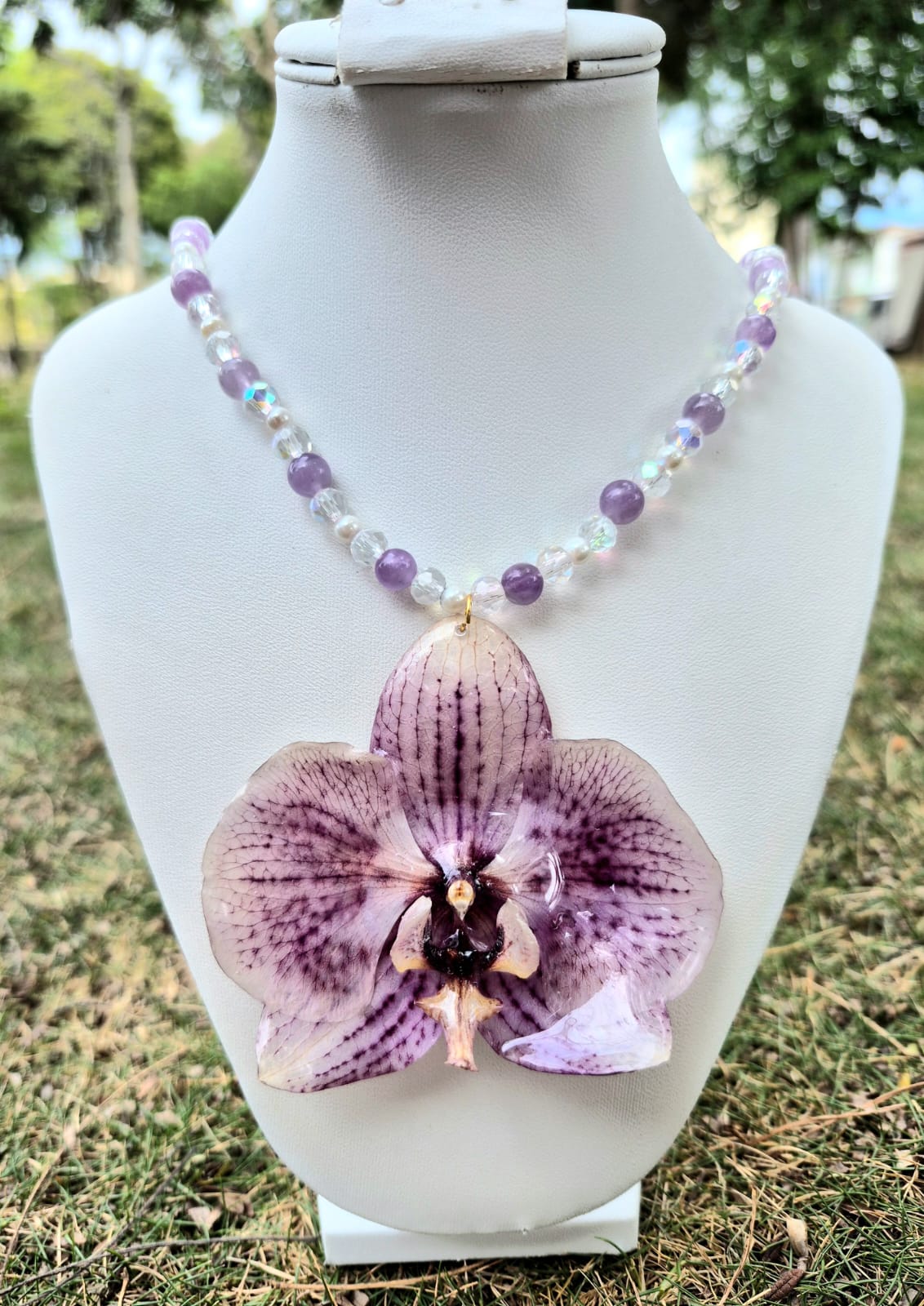 orquidea phalaenopsis Grande 